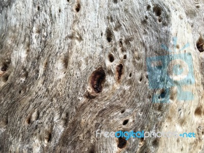 Body Tree Texture Stock Photo