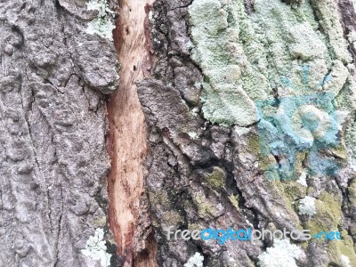 Body Tree Texture Stock Photo