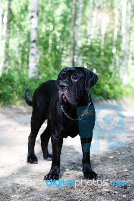 Bodyguard. Neapolitan Mastiff Stock Photo