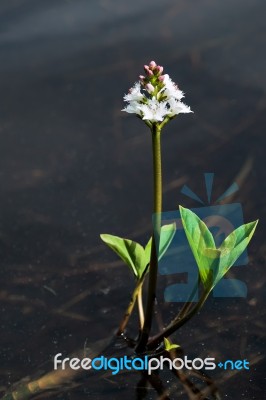 Bogbean (menyanthes Trifoliata) Stock Photo