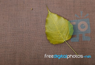 Boh Leaf On Old Fabric Background Stock Photo