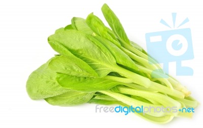 Bok Choy Stock Photo