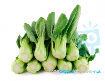 Bok Choy  Isolated On White Background Stock Photo