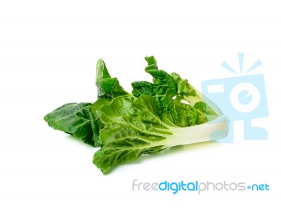 Bok Choy Vegetable Isolated Stock Photo