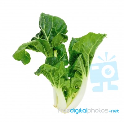 Bok Choy Vegetable Isolated Stock Photo