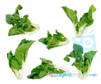 Bok Choy Vegetable Isolated Stock Photo