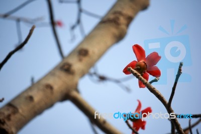 Bombax Ceiba Tree Stock Photo