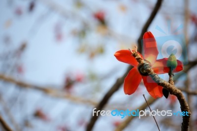 Bombax Ceiba Tree Stock Photo