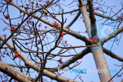 Bombax Ceiba Tree Stock Photo