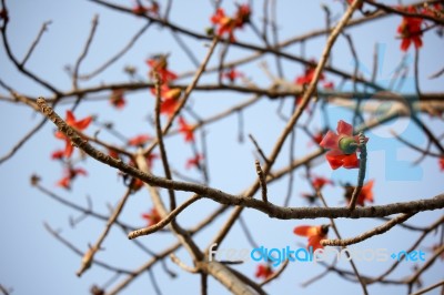 Bombax Ceiba Tree Stock Photo