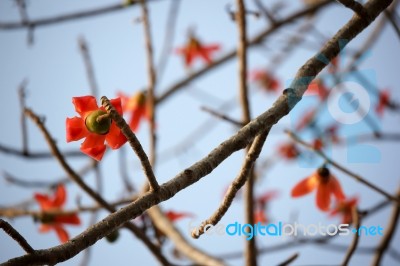 Bombax Ceiba Tree Stock Photo