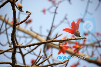 Bombax Ceiba Tree Stock Photo