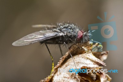 Bombyliidae Fly Stock Photo