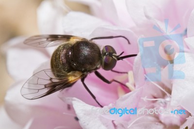 Bombylius Bee-fly Stock Photo