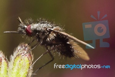 Bombylius Bee-fly Stock Photo