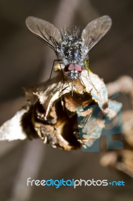 Bombylius Bee-fly Stock Photo