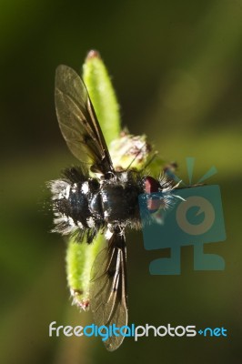 Bombylius Bee-fly Stock Photo