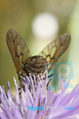 Bombylius Major Stock Photo