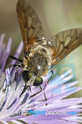 Bombylius Major Stock Photo