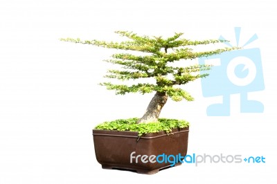 Bonsai On Isolated Background Stock Photo