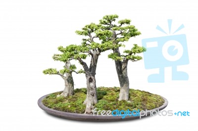 Bonsai On Isolated White Stock Photo