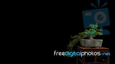 Bonsai Plants 3d Rendering Stock Image