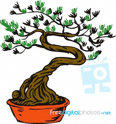 Bonsai Tree Stock Image