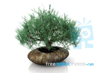 Bonsai Tree Stock Image