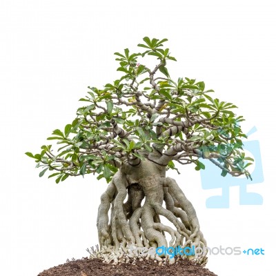 Bonsai Tree On White Stock Photo