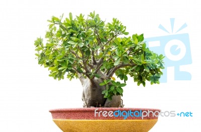 Bonsai Tree On White Stock Photo