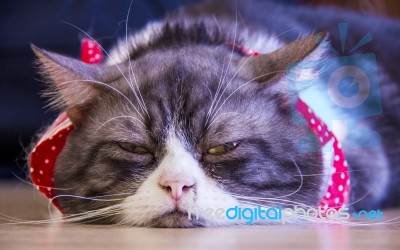 Boring Domestic Cat Lying On Floor, American Shorthair Stock Photo