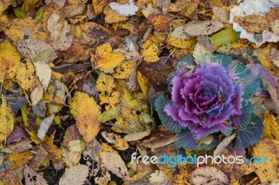 Botanic Garden Stock Photo