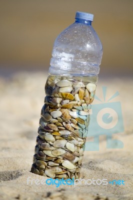 Bottle With Donax Clams Stock Photo