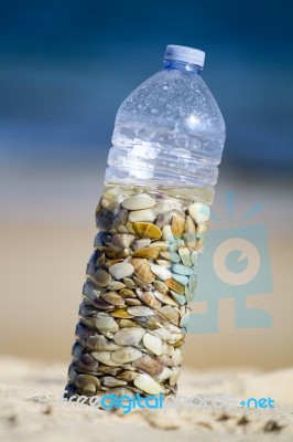 Bottle With Donax Clams Stock Photo