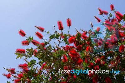 Bottlebrush Tree (callistemon) Flowering In Sardinia Stock Photo