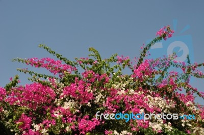 Bougainvillea Stock Photo