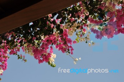 Bougainvillea Stock Photo