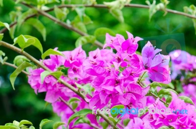 
Bougainvillea Stock Photo