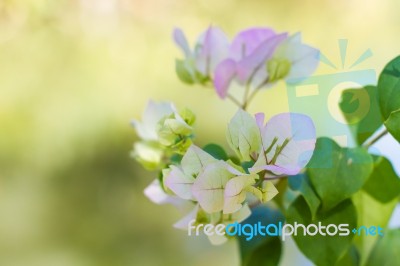 Bougainvillea Flowers Stock Photo