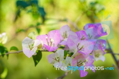 Bougainvillea Flowers Stock Photo