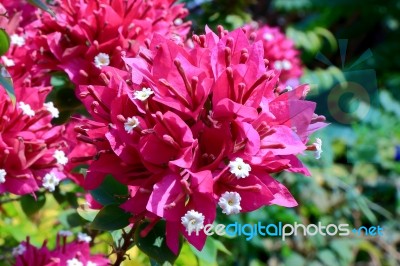 Bougainvillea , Fueng-fah  Stock Photo