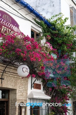 Bougainvillea Growing On A Restaurant In Marbella Stock Photo