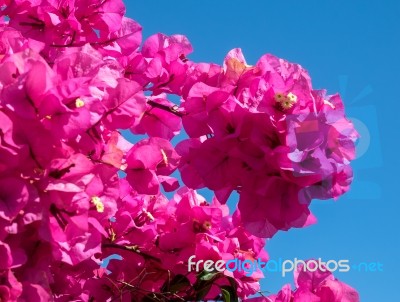 Bougainvillea In Marbella Stock Photo