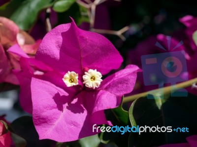 Bougainvillea In Marbella Stock Photo