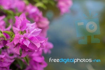 Bougainvillea In Nature Stock Photo