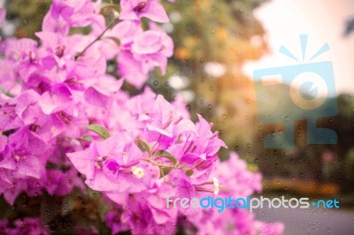 Bougainvillea Looking Through The Mirror To The Sun Shines Stock Photo