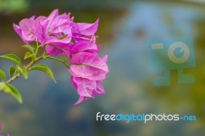 Bougainvillea Near Pond Stock Photo