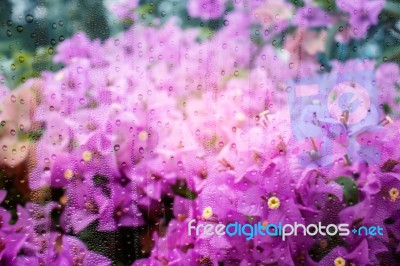 Bougainvillea With Water Droplets On Glass Stock Photo