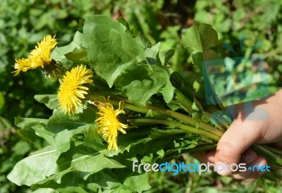 Bouquet Of Dandelions Stock Photo