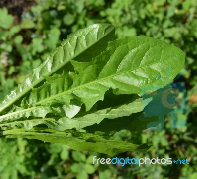 Bouquet Of Leaves From Dandelions Stock Photo